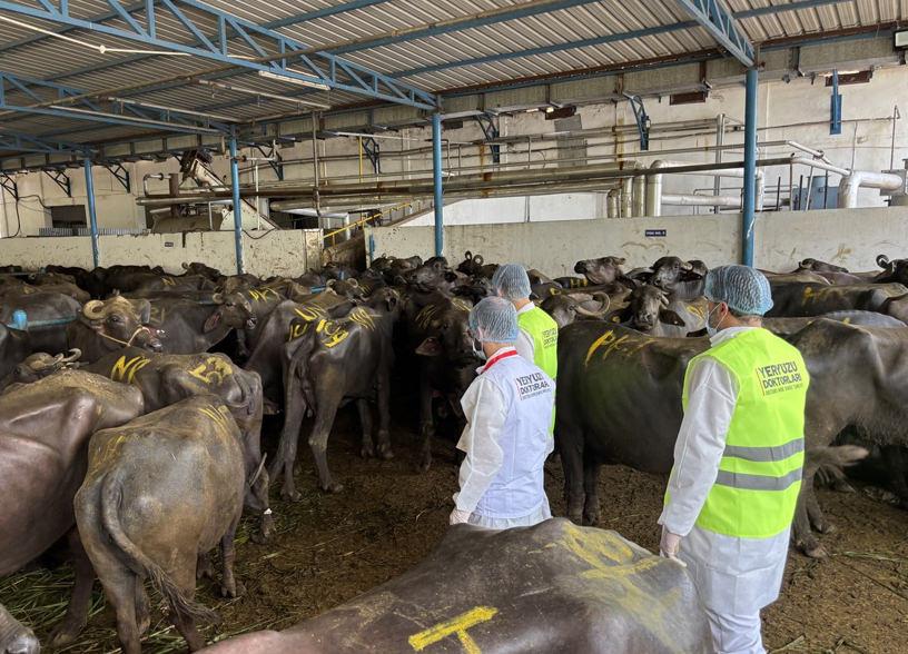 Yeryüzü Doktorları her zorluğa rağmen Gazze’ye kurban eti ulaştırdı