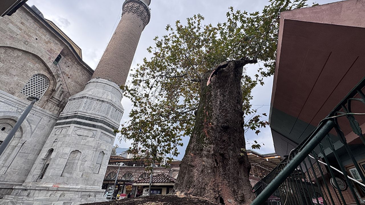 Bursa Ulu Camii’ndeki tarihi çınar ağacının dalı koptu