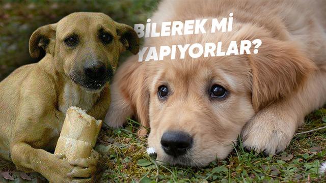 Köpeklerin Üzgün Bakışlarının Bilimsel Nedenleri