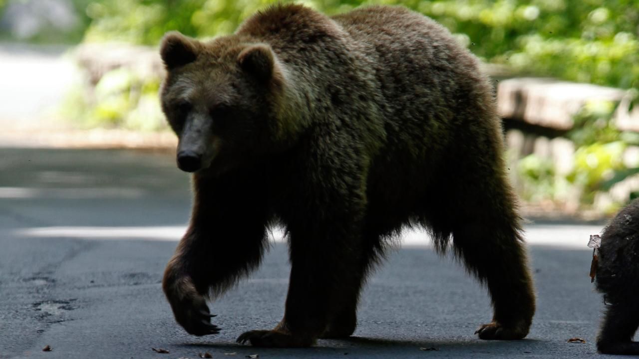 Japonya’da Ayı Saldırıları Nedeniyle Ölü Sayısı 10’a Ulaştı