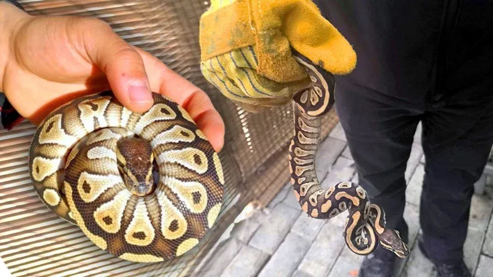 Konya’da Asayiş Kontrolünde Yavru Piton Bulundu