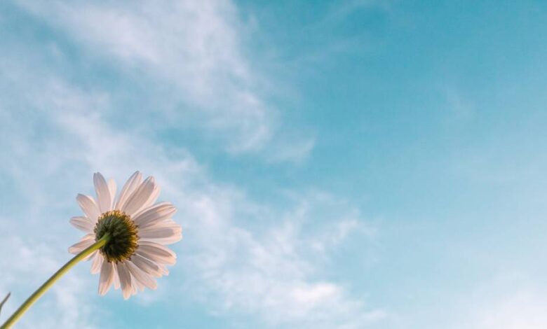 Hidayetin Açıklığı ve Belirginliği Üzerine Değerlendirme Hidayetin Açıklığı ve Belirginliği Üzerine Değerlendirme