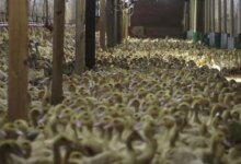 Almanya’da Kuş Gribi Nedeniyle 400 Bin Hayvan İtlaf Edildi