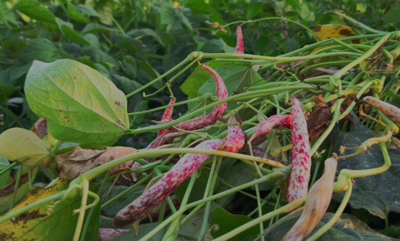 İspir Fasulyesi: Erzurum’un Tarımsal Zenginliği