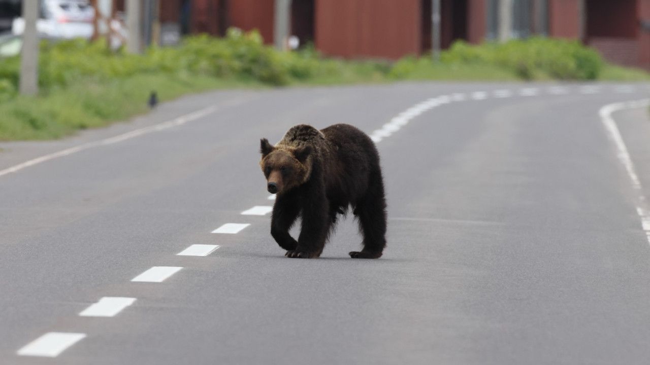 Japonya, Ayı Saldırılarına Karşı Lisanslı Avcıları İstihdam…